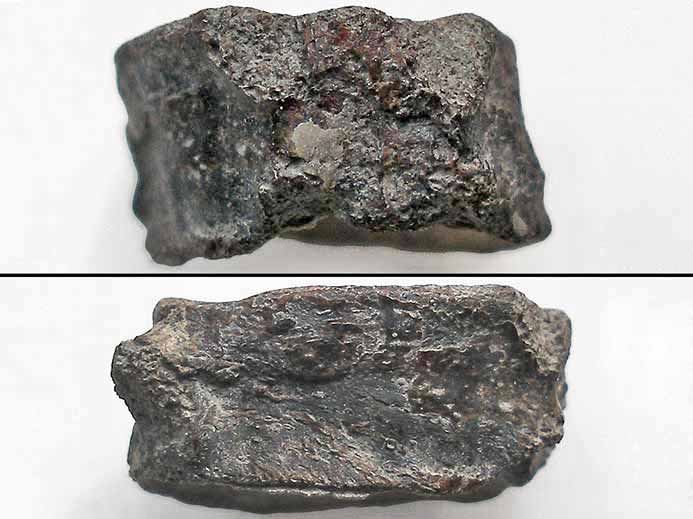 Vertbre fossile de poisson Pachycormiformes jurassique Boulonnais